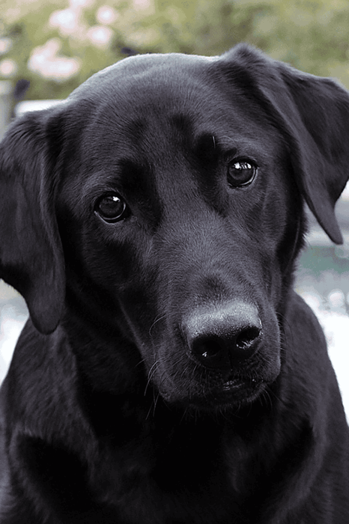 Beautiful black lab looking directly at you with puppy eyes, giving you a big reason to adopt a dog.