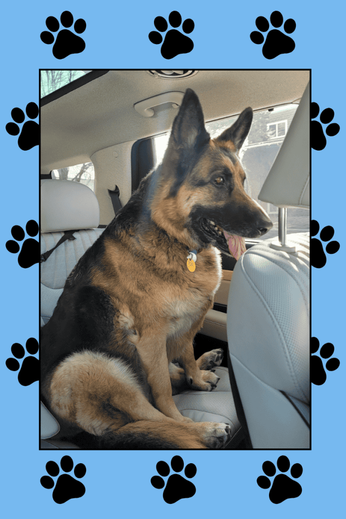 Beautiful German Shepherd happily riding in the back seat.