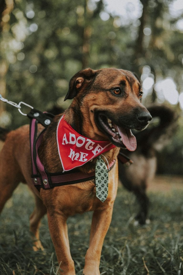 Brown dog with red bandana that says adopt me