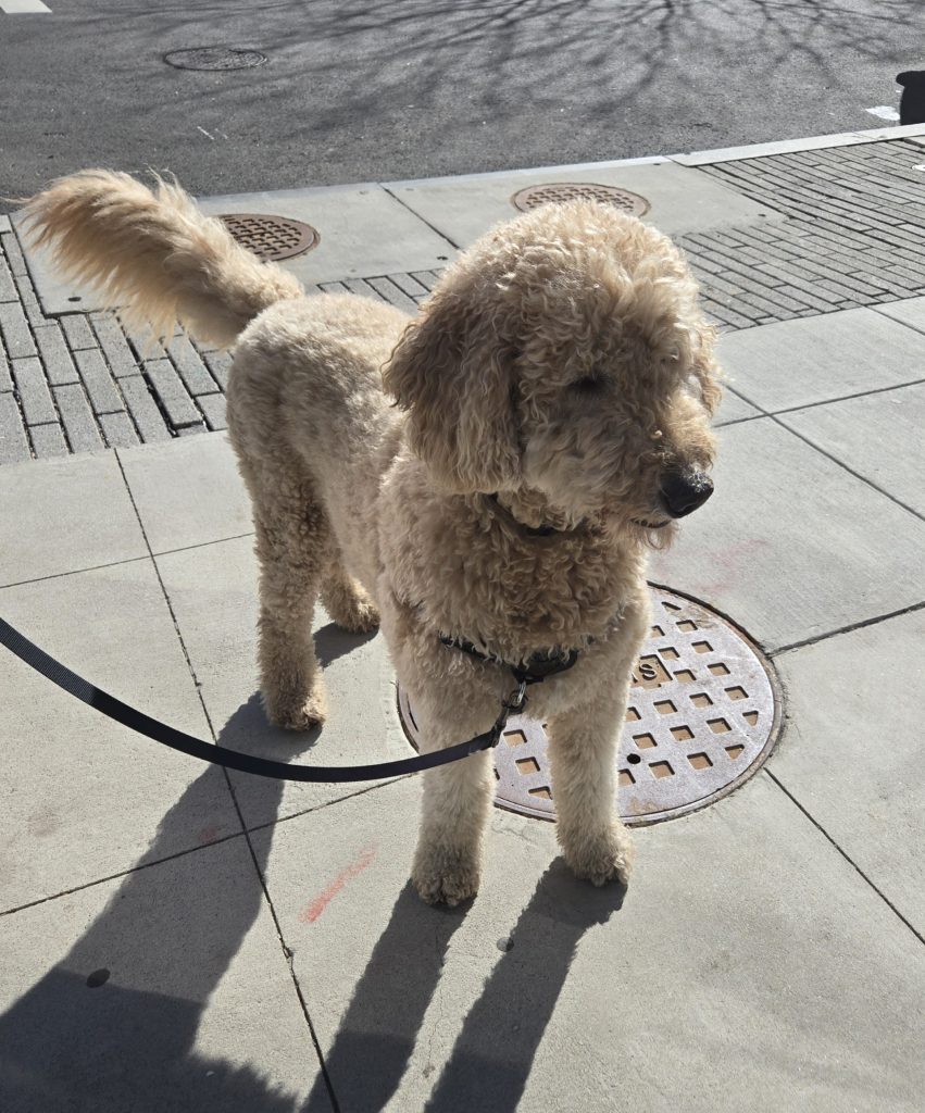Beautiful Doodle on its way home on a beautiful sunny day in a big city. Preparing your home for their arrival takes a little time. 