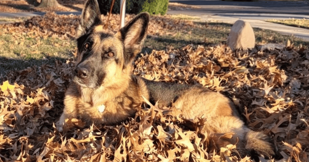 Represents life at Paws 2 Wooflect Pet Resort & Rescue Beautiful German Shepherd relaxing in some leaves on a fall day representing life at Paws 2 Wooflect Pet Resort & Rescue