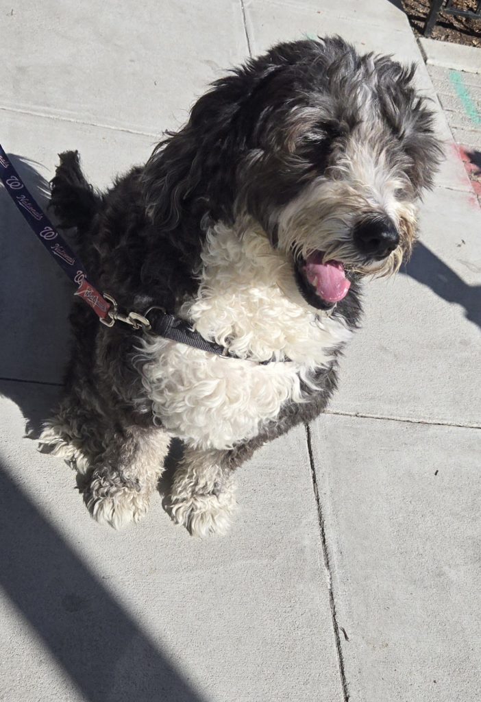 Beautiful black and white furry dog on its way home on a beautiful sunny day in a big city.