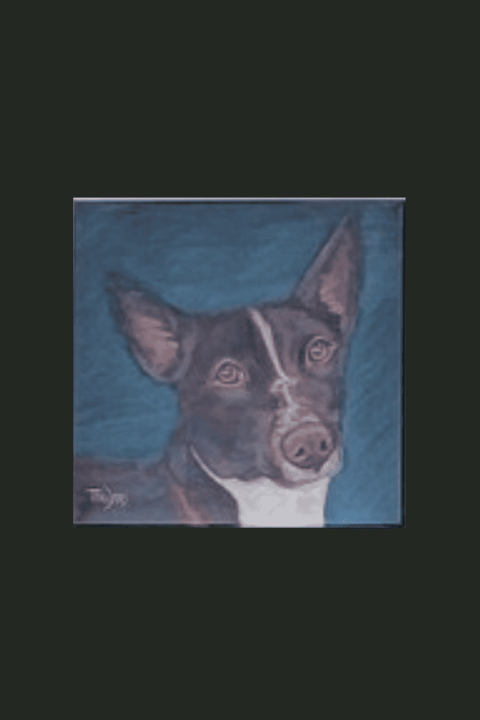 One of seven rescued dogs on a life saving journey