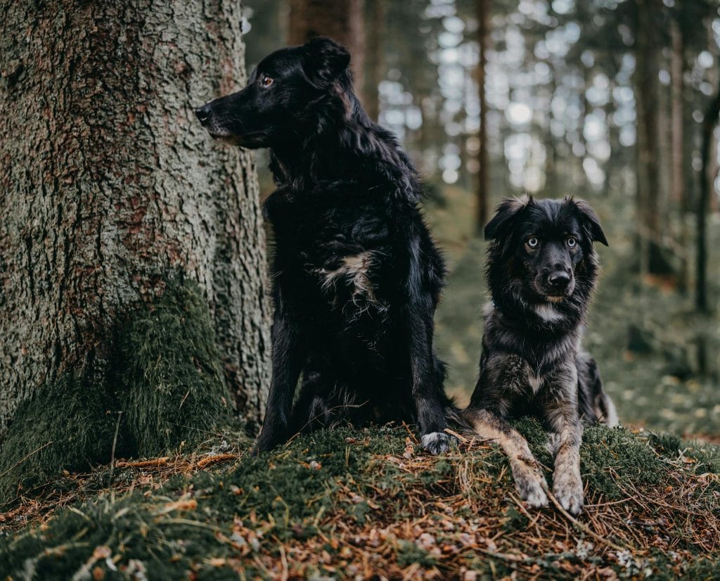 Two black dogs sitting next to a tree in a wooded area. Learn more about us at paws2wooflect.com.